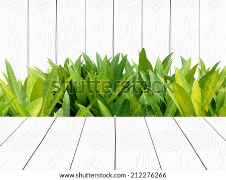 Green leaves and white wooden wall, background,template