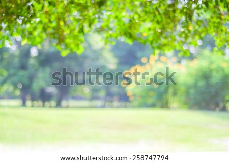 Blurred trees with bokeh in park background, spring summer season