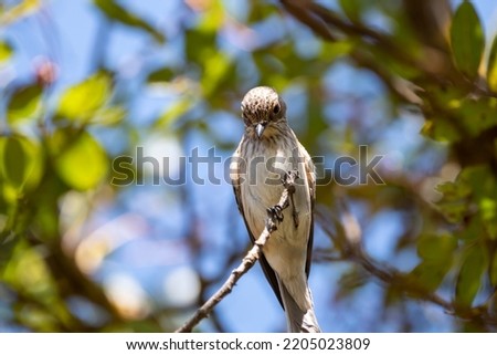 Similar – Image, Stock Photo Spotted Flycatcher Portrait