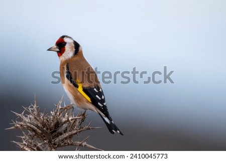 Similar – Image, Stock Photo Singing goldfinch in a tree