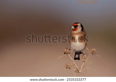 Image, Stock Photo Singing goldfinch in a tree