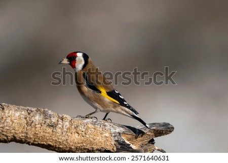 Similar – Image, Stock Photo Singing goldfinch in a tree