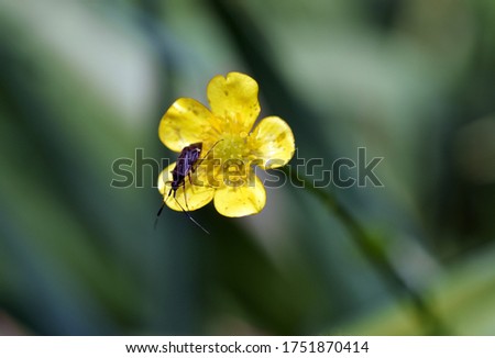 Similar – Image, Stock Photo On the Abyss Beetle