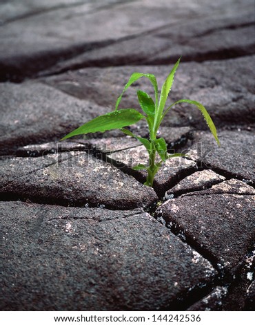green sprout of the dried black earth is growing out of the cracks