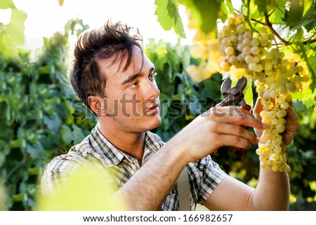 man harvesting grapes under sunset light