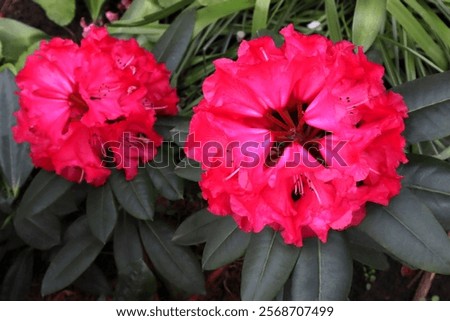 Similar – Image, Stock Photo Pink rhododendron flower heads on stem with green leaves on a bush. Floral close up, macro photo.