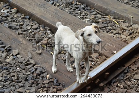 ugly wild grey dog on the train road