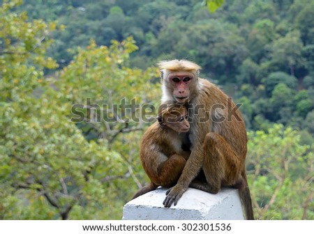 monkey with baby sitting by the road