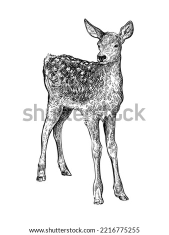 Hand drawn black ink sketch of  Sika deer baby isolated on white background. Vector illustration of wild stag. Vintage engrave of young deer
