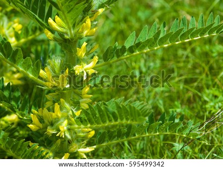 Astragalus. milkvetch. goat's-thorn. vine-like. astragalus sieversianus. Kazakhstan. Tien Shan. Trans-Ili Alatau Foto stock © 