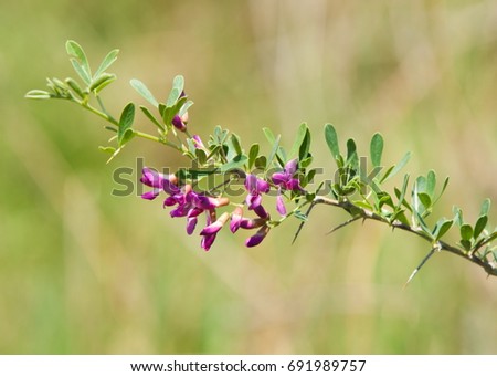 Astragalus polyceras Foto stock © 