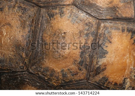 turtle shell texture close up