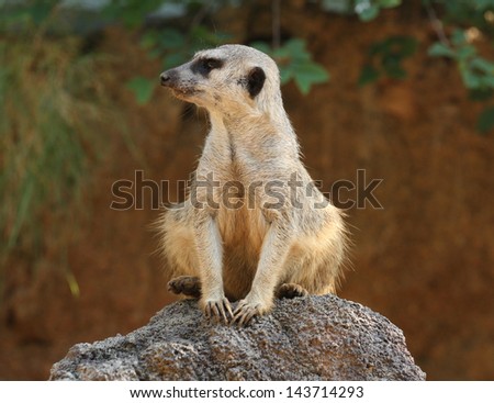 meerkat perched on a rock looking left