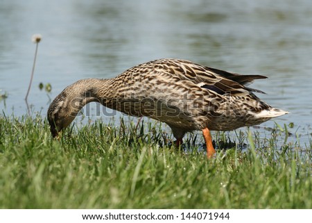 duck with head down in grass with lake in background