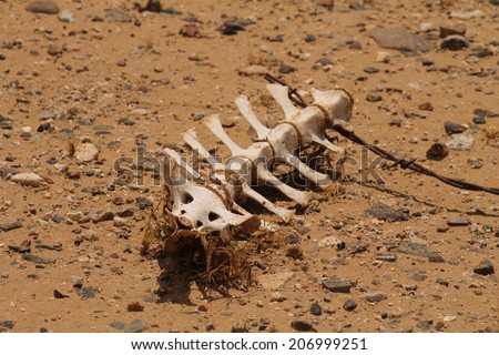 Skeleton of small animal in desert