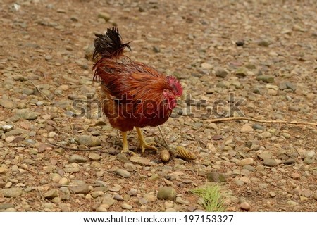 A red rooster looking for food on the ground.