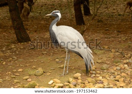 The demoiselle crane (Anthropoides Virgo), inhabits northeastern africa and asia. Its elegant style comes from the long white feathers that has behind his eyes.
