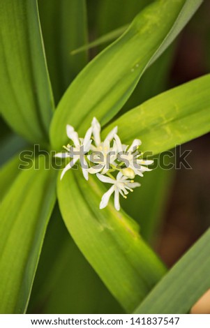 White flowers on long green leaves