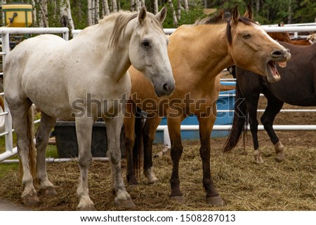 Similar – Image, Stock Photo Three ponies with straw in the head