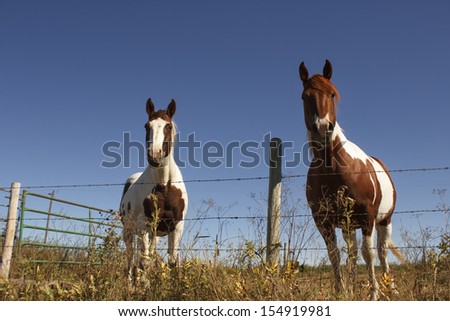 2 paint horses standing at a fence