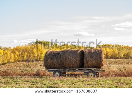 Three round bales on a wagon in front of yellow fall trees