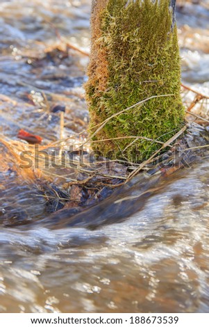 Water swirling around a mossy tree