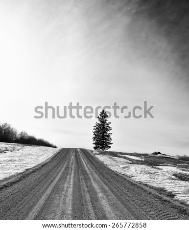 Gravel road leading uphill to one spruce tree in rural black and white landscape