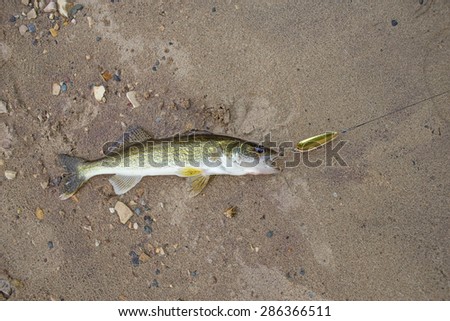 Walleye fish with a hook in its mouth laying on sand
