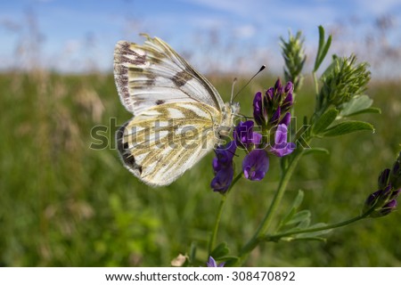 A white butterfly with gold and black markings perched on a bouquet of purple flowers