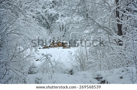 This is snow view in Caucasus forest in spring