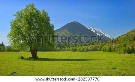 This is green glade in Caucasus  mountains in spring