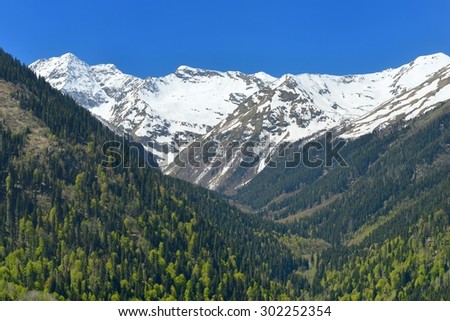 This is sunny valley in Caucasus mountains in spring