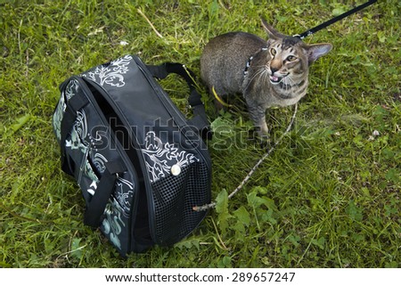 tabby cat outdoor near cat carrier in the walk