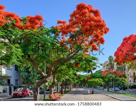 Poinciana  trees blooming at Boulevard Rothschild in Tel Aviv. Сток-фото © 