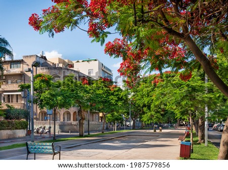 Delonis ( Poinciana) trees  blooming on Boulevard Rothschild in Tel Aviv. Сток-фото © 