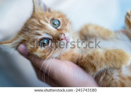 Retrato de gatito en las manos