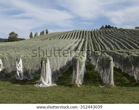 Bird netting hung over grape vines for protection
