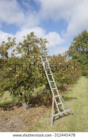 Peach trees laden with fruit and a metal ladder