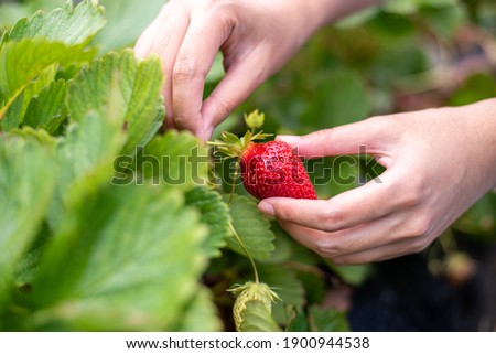 Female hand harvesting red fresh ripe organic strawberry in garden. Woman picking strawberries in field, closeup.