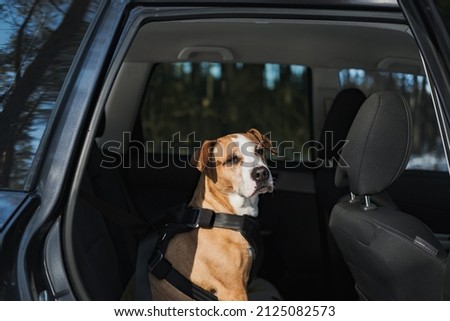 Dog wearing protective harness buckled to a car safety belt. Safe travelling or commuting by car with pets Foto stock © 