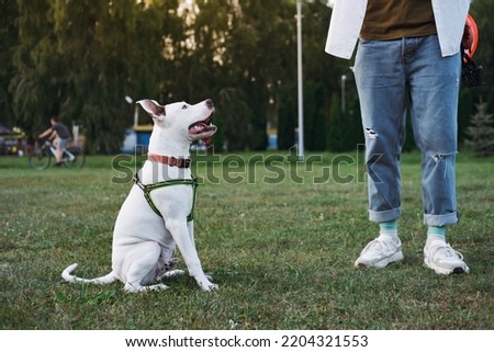 Image, Stock Photo Happy amstaff dog spending time in street