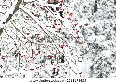 Similar – Image, Stock Photo Snow berries on bare branches