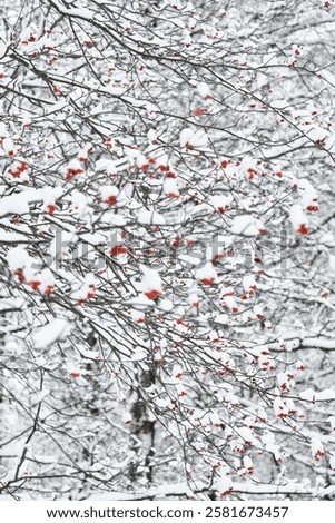 Similar – Image, Stock Photo Snow berries on bare branches