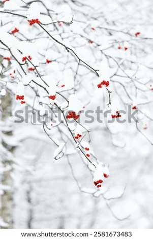 Similar – Image, Stock Photo Snow berries on bare branches