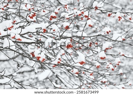 Similar – Image, Stock Photo Snow berries on bare branches