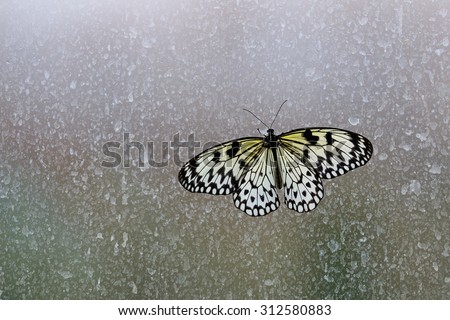 White Monarch Butterfly with wings wide open on a frosted glass