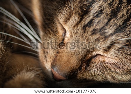 A sleeping cat holding its head on its paw