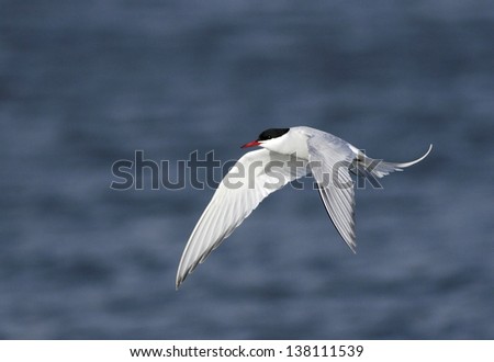 An Arctic Tern breaks its migration from Antarctica to the Arctic with a stop to feed at a farm pond in Somerset