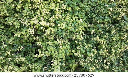 wall green tree background creeper grass texture plant wallpaper nature