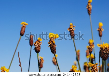 flowers yellow background wallpaper nature color vivid fresh floral green summer beauty